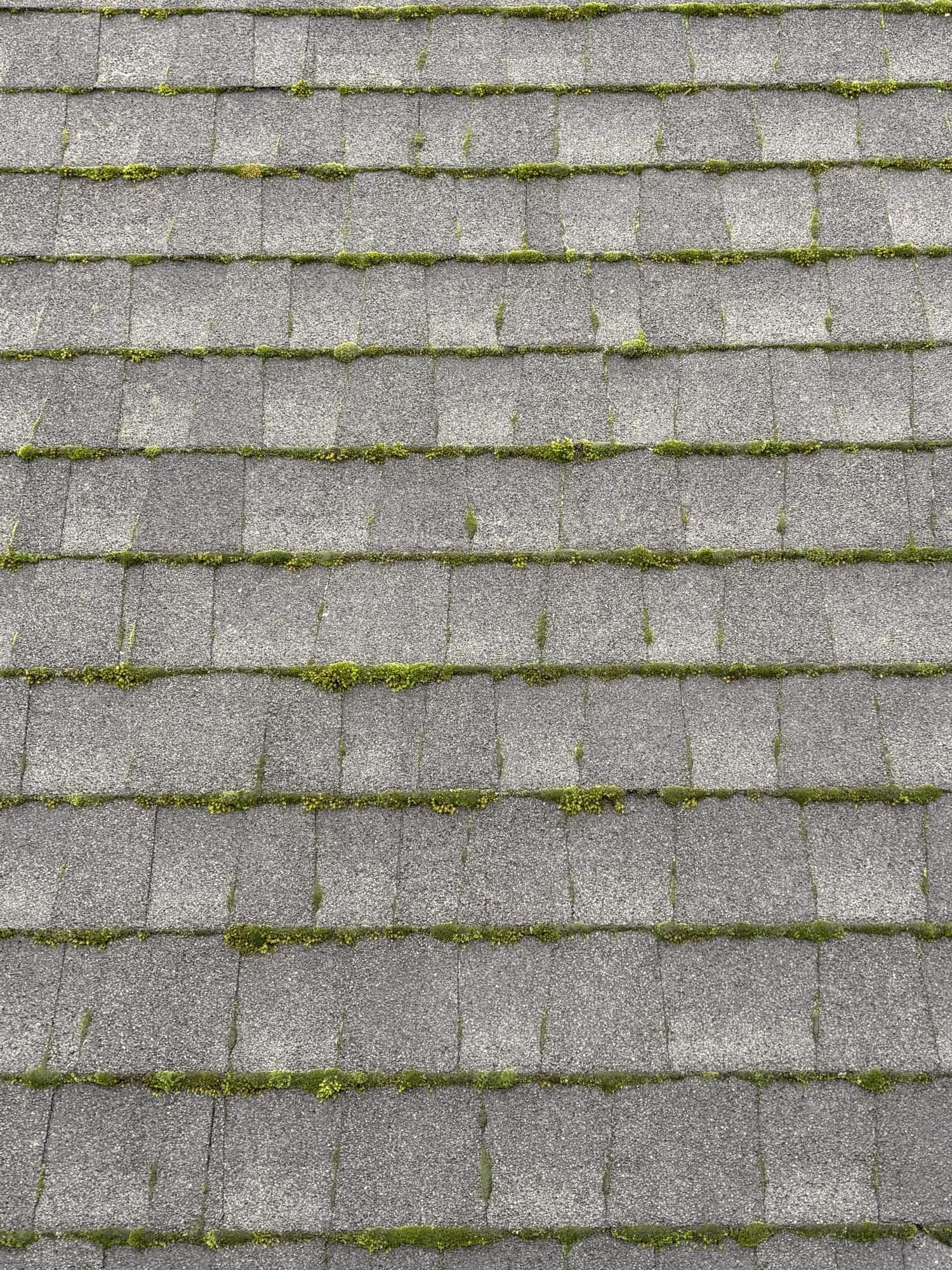 Shingle roof covered in moss before soft wash